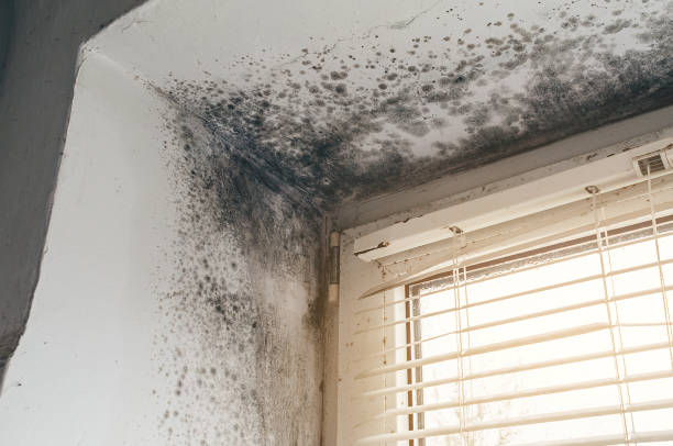 Affordable Mold Cleanup solutions in Portage, PA